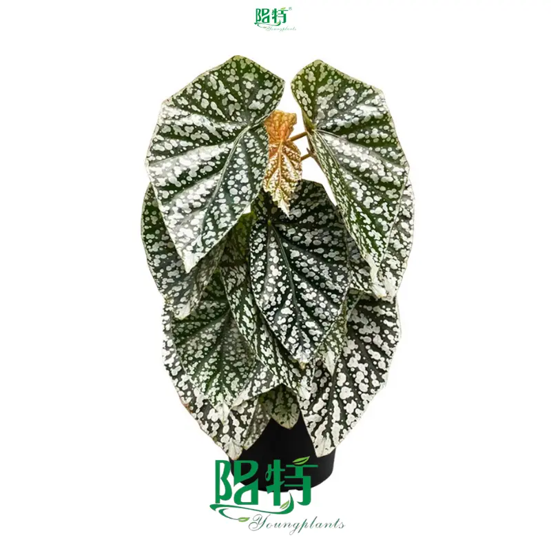 Begonia Maculata Wholesale: Premium Tissue Culture Plants 1