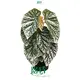 Begonia Maculata Wholesale: Premium Tissue Culture Plants 1