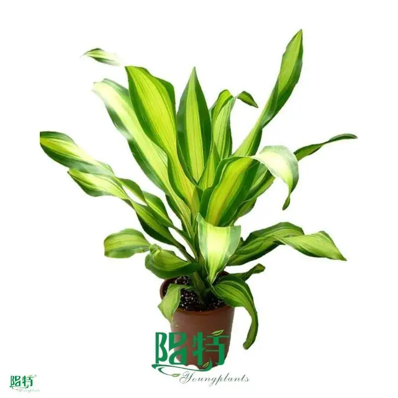 Dracaena Gold Cord: Quality Wholesale Import from China 1
