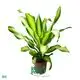 Dracaena Gold Cord: Quality Wholesale Import from China 1