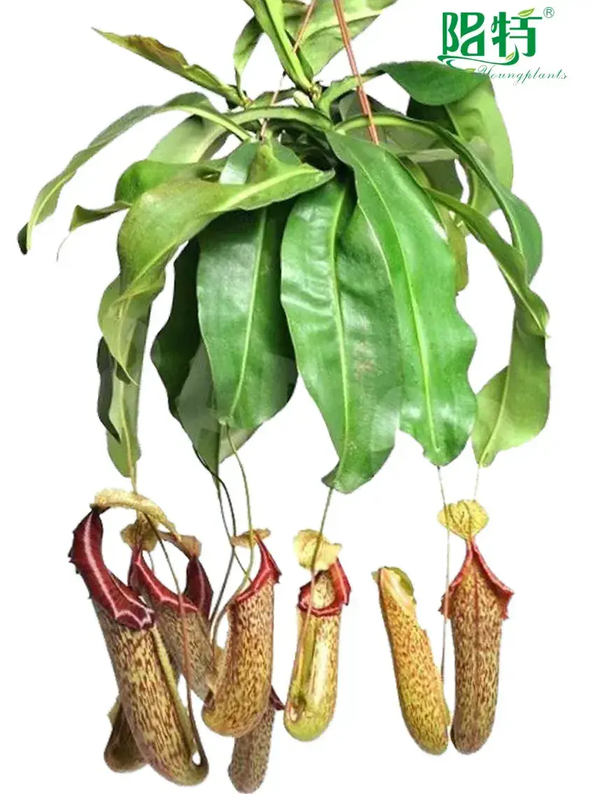 Nepenthes Miranda Fly Trapper: Indoor Natural Plant 1