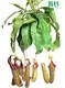 Nepenthes Miranda Fly Trapper: Indoor Natural Plant 1