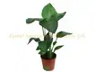 White Strelitzia Plant: Breeding Import Seeds. 1