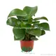 Raindrop Peperomia: Multi-functional and Practical Wholesale Import From China 1