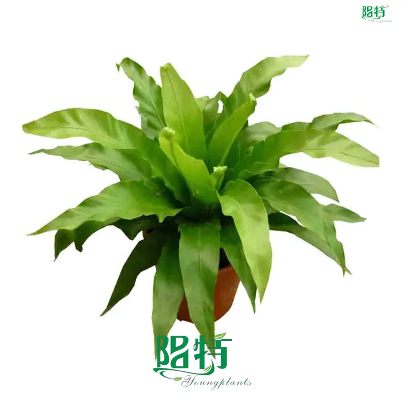 Plant Tissue Culture Containers - High Quality Global Plantation Supply 1