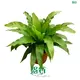 Plant Tissue Culture Containers - High Quality Global Plantation Supply 1
