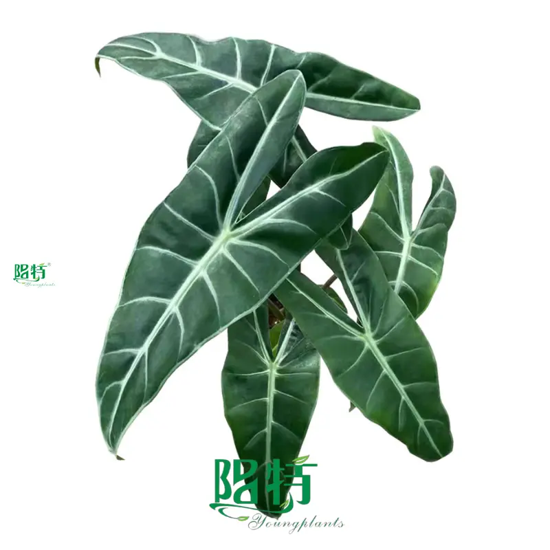 Silver Vein Alocasia - Tissue Culture Plants & Tray Liners 1