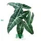 Silver Vein Alocasia - Tissue Culture Plants & Tray Liners 1