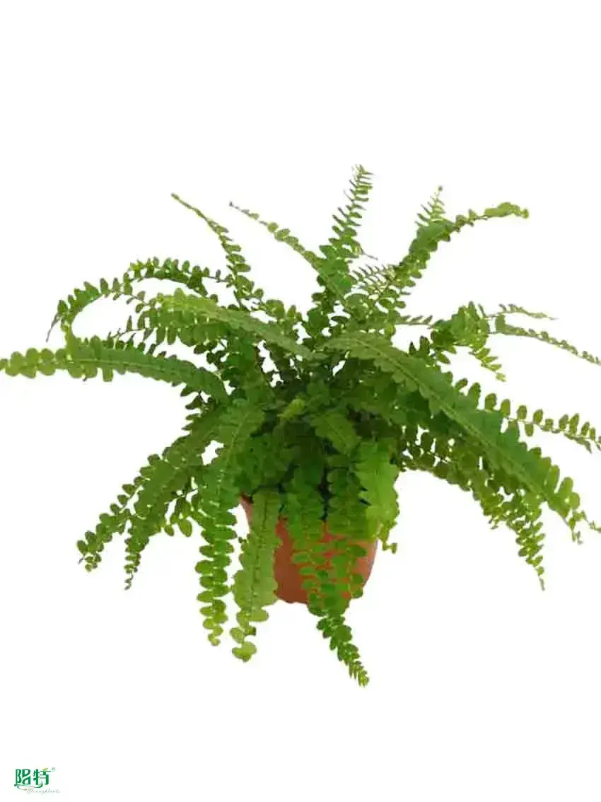 Advanced Fern Nephrolepis Tray - Indoor Live Plant 1
