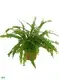 Advanced Fern Nephrolepis Tray - Indoor Live Plant 1