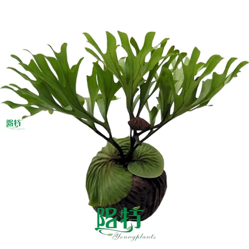 Tree Fern Plugs: Easy Care, Bright Light, High Humidity 1