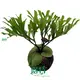 Tree Fern Plugs: Easy Care, Bright Light, High Humidity 1