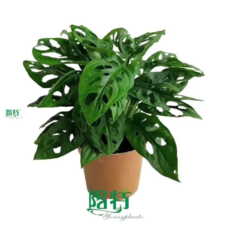 Monstera Plant Propagation: Quality Tissue Culture Plants 1
