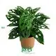 Monstera Plant Propagation: Quality Tissue Culture Plants 1