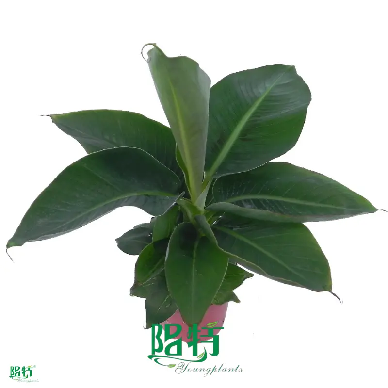 Musa Banana Plant: Live Tissue Culture for Healthy Growth 1