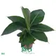 Musa Banana Plant: Live Tissue Culture for Healthy Growth 1