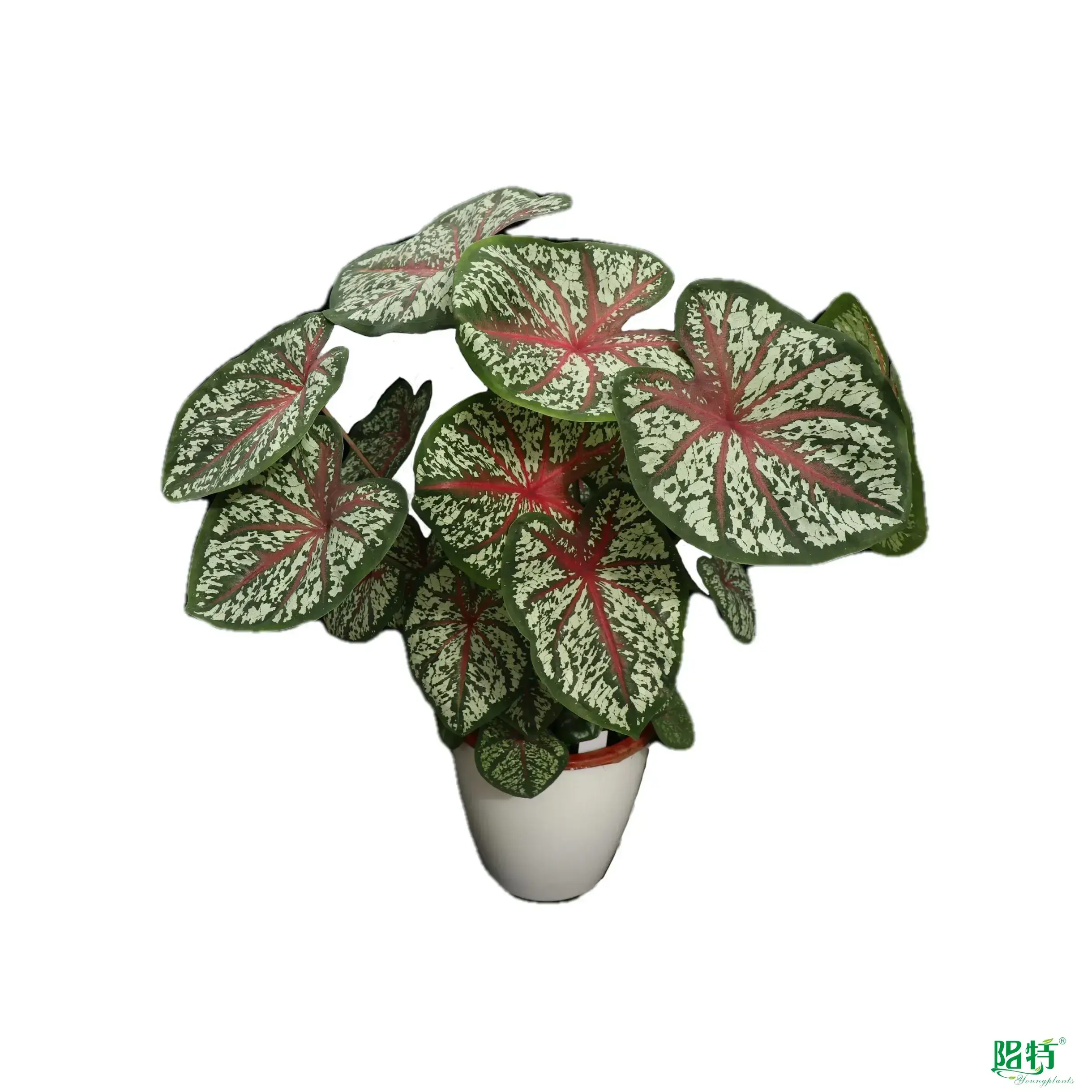 Caladium Tissue Culture Tray Plant Wholesale - Technology Enhanced 1