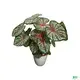 Caladium Tissue Culture Tray Plant Wholesale - Technology Enhanced 1