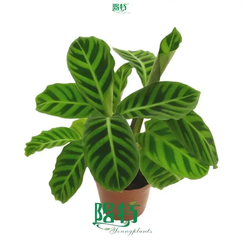 Calathea Tray Plants: Wholesale Seedling Collection 1