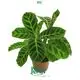 Calathea Tray Plants: Wholesale Seedling Collection 1