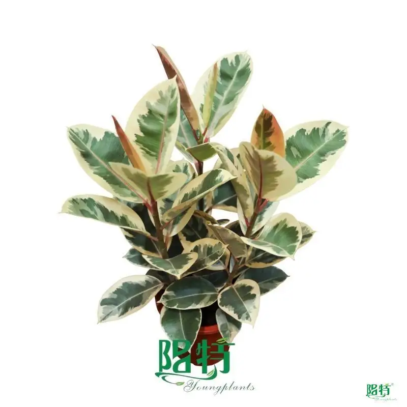Variegated Ficus Bonsai Tree - High Quality from Foshan Youngplants 1