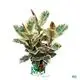 Variegated Ficus Bonsai Tree - High Quality from Foshan Youngplants 1