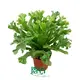 Plant Plugs for Efficient Wholesale Import 1