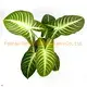 Xanthosoma Lindenii Bonsai Pot Plants - Innovative Technology 1