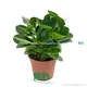 Peperomia Jade Plant Wholesale - Innovative Technology 1