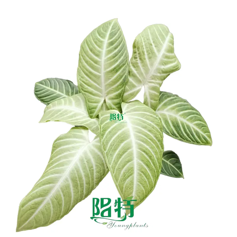 Xanthosoma lindenii 'Mint' - Tropical Ornamental Plant for Indoor Pots1 1