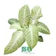Xanthosoma lindenii 'Mint' - Tropical Ornamental Plant for Indoor Pots1 1