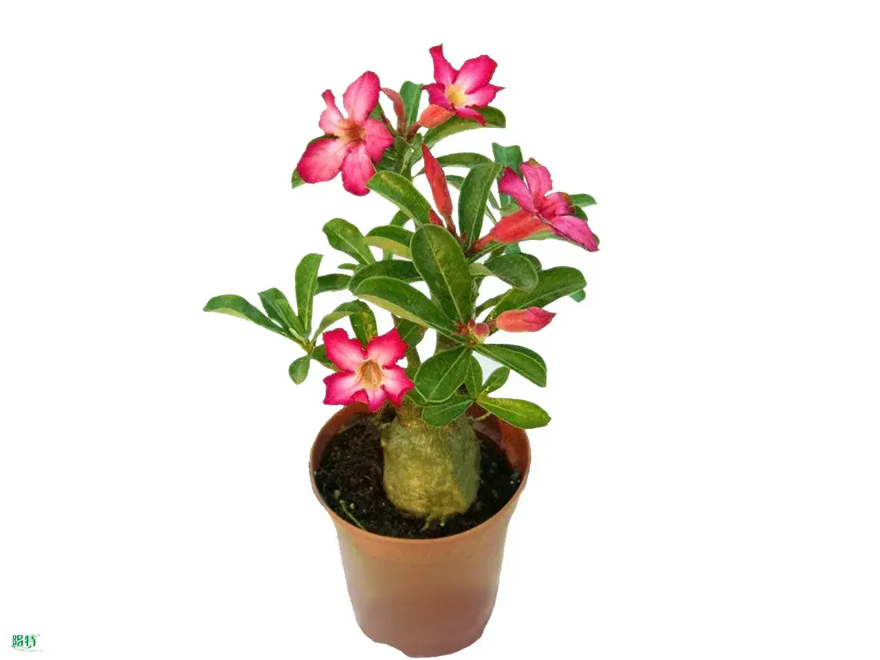Unique Adenium Obesum Bonsai Tray Pot - Variegated Croton 1