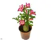 Unique Adenium Obesum Bonsai Tray Pot - Variegated Croton 1