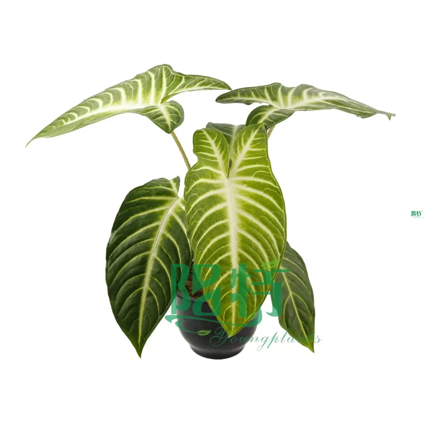 Xanthosoma Magnificum Tray Plants - Multi-functional & Customizable 1