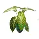 Xanthosoma Magnificum Tray Plants - Multi-functional & Customizable 1