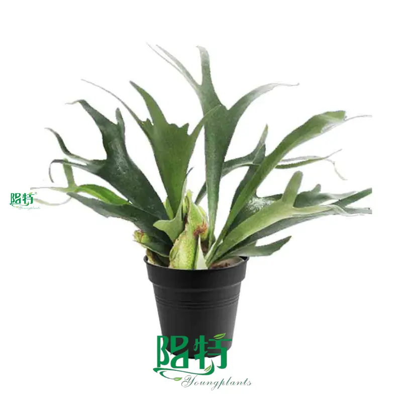 Tissue Culture Plants in Plug Trays - Global Wholesale Supplier 1