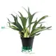 Tissue Culture Plants in Plug Trays - Global Wholesale Supplier 1