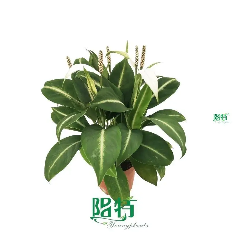 Spathiphyllum Tissue Culture Wholesale - Strong Technology for Real Live Plants 1