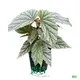 Begonia Tissue Culture & Plug Plants - Variegated Varieties, Fast Delivery 1