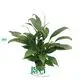 Spathiphyllum Mojo Young Plants: Top Quality & Competitive Price 1