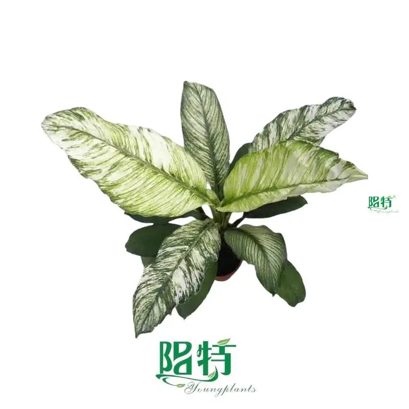 Peace Lily Indoor Plant Care Guide 1