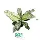 Peace Lily Indoor Plant Care Guide 1