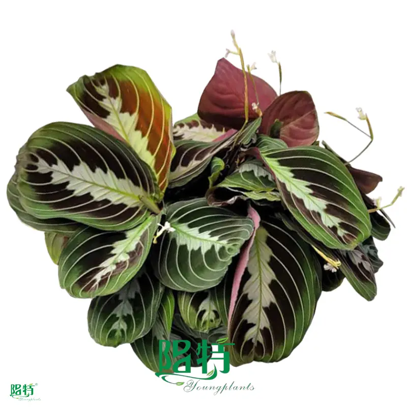 Black Maranta Tissue Culture Plants - Calathea Care Support 1