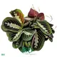 Black Maranta Tissue Culture Plants - Calathea Care Support 1