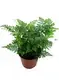 Fern Humata Tray Tissue Culture Plant - Reliable Supplier 1