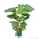 Maranta Cigar Plant - Elegant Leaf Transformation 1
