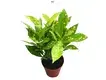 Wood Plants: Technology-Driven Codiaeum Variegatum Ryusei Bonsai Tray 1
