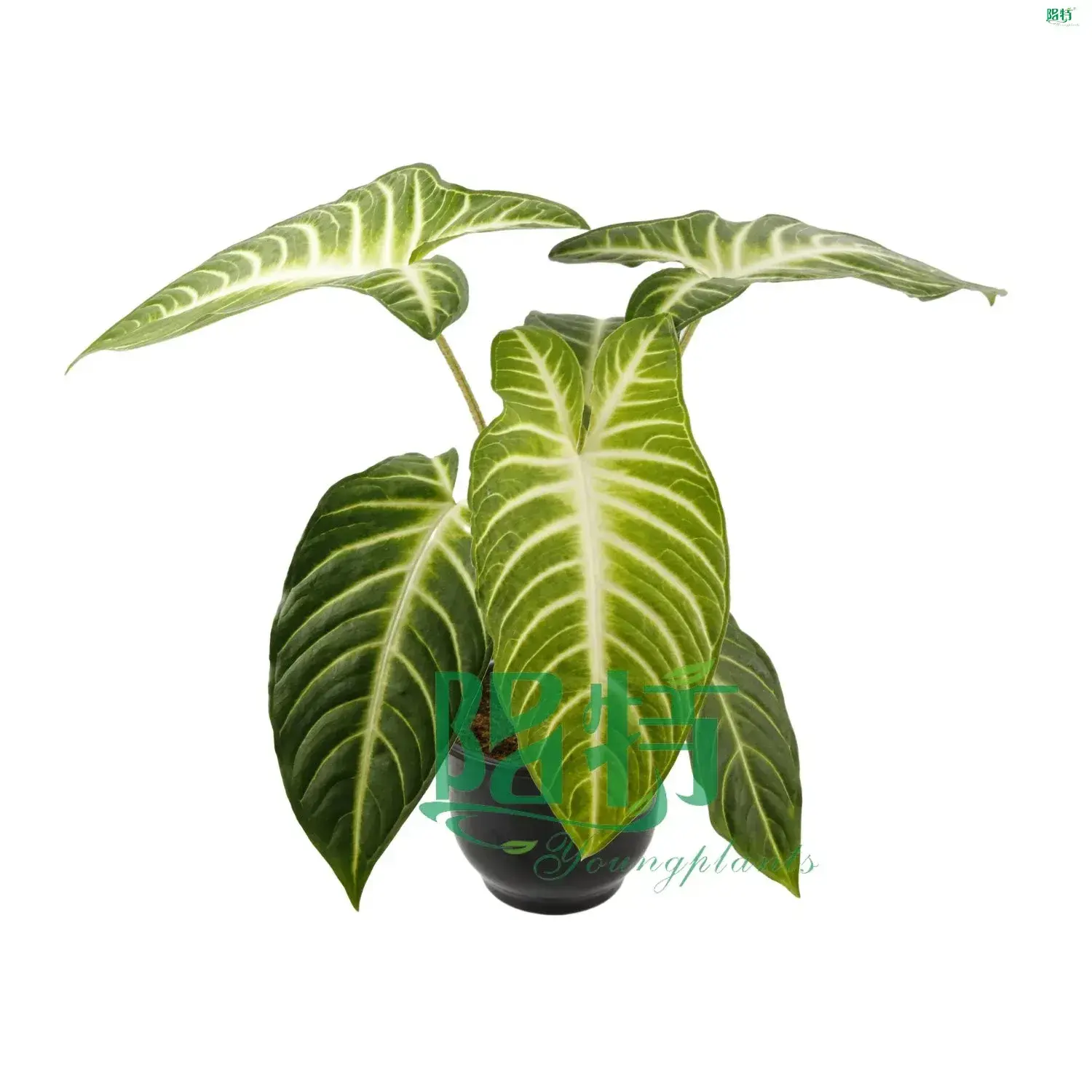 Xanthosoma Lindenii Magnificum Tray Plants 1