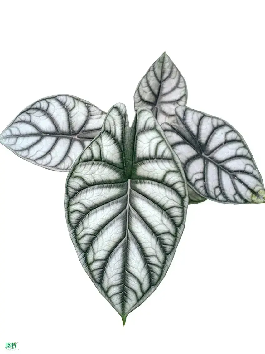 Alocasia Silver Dragon Live Plantlets: Rare Wholesale Import 1