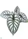 Alocasia Silver Dragon Live Plantlets: Rare Wholesale Import 1